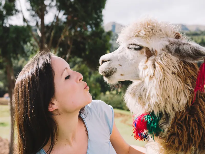 Turista brasileira interagindo com uma alpaca durante o tour de 7 dias em Lima e Cusco