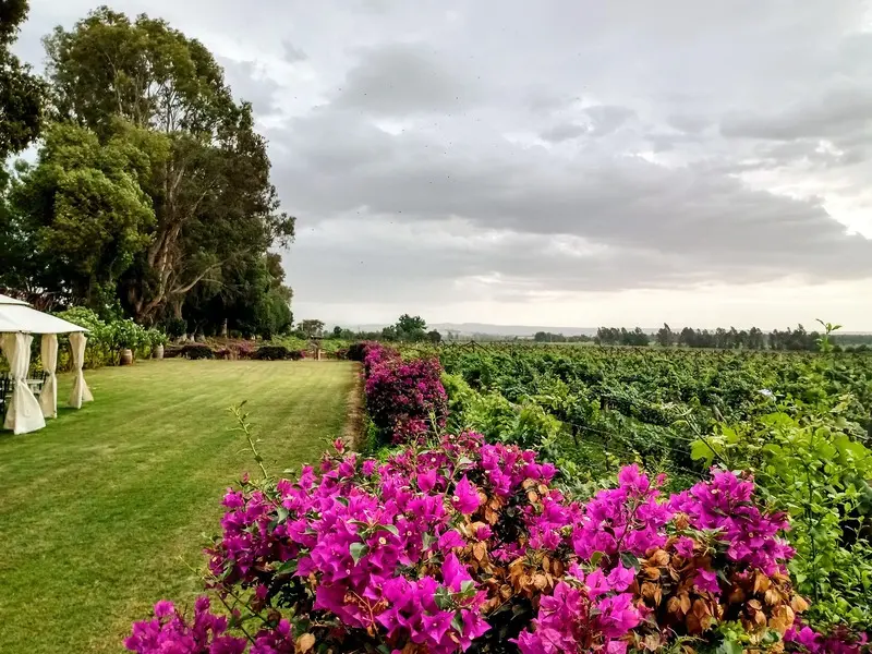 Vinícola tradicional de Ica com degustação de pisco
