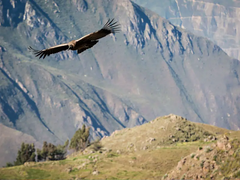 Condor andino voando pela manhã no Cânion do Colca
