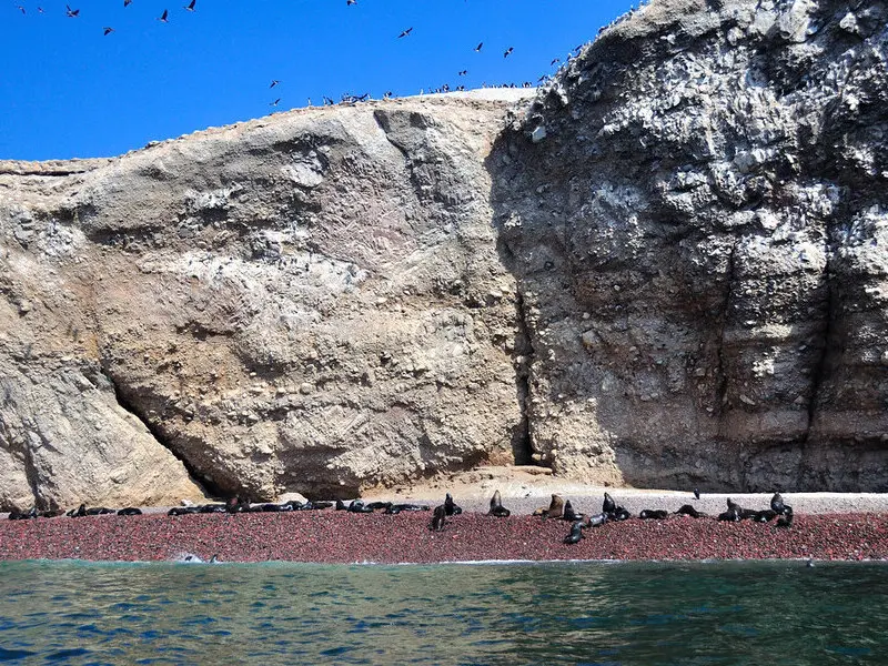 Fauna marinha nas Ilhas Ballestas com leões-marinhos e aves