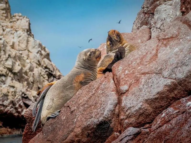 Ilhas Ballestas com leões-marinhos e aves na costa do Peru