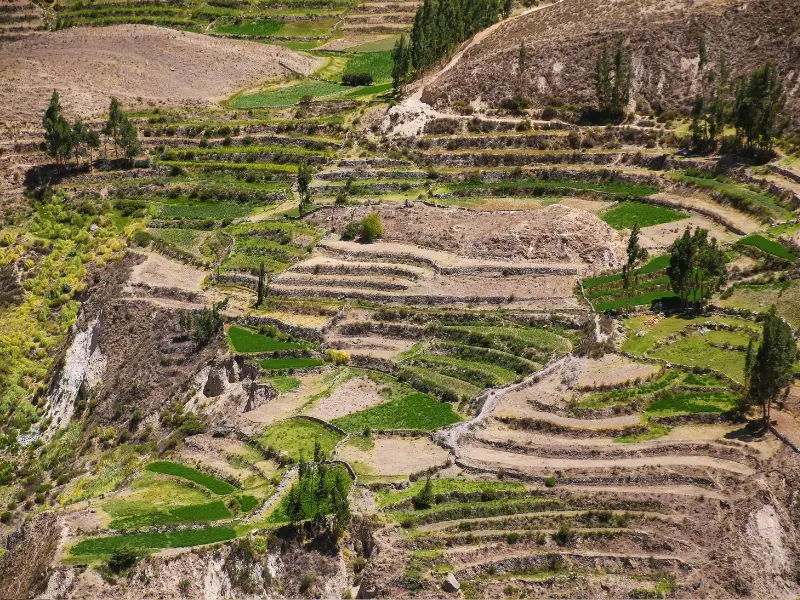 Terraços agrícolas no Cânion do Colca